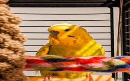 Budgerigars birds for sale: 6 Mixed Colour Male Budgies & Flight Cage - Image 2