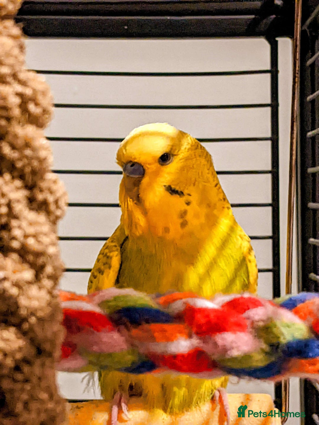 Budgerigars birds for sale: 6 Mixed Colour Male Budgies & Flight Cage - Image 2