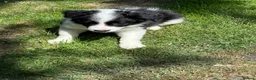 Border Collie dogs for sale: Litter of three striking Border Collie puppies  in Witney - Advert 22