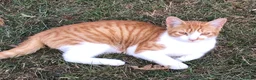 Mixed Breed cats for sale: Young cat in Colchester - Advert 4