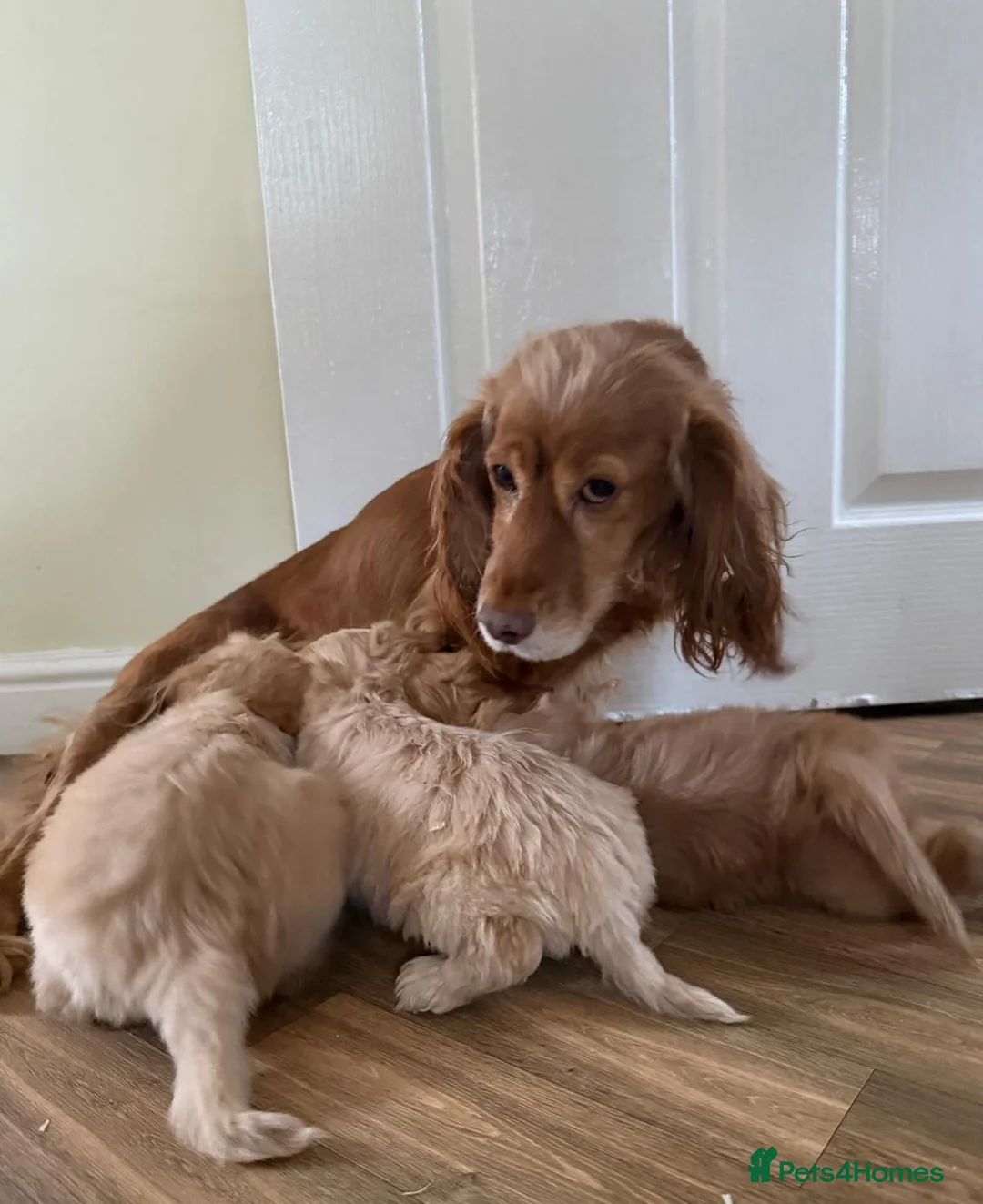 Cockapoo dogs for sale: Adorable puppies - Advert 2