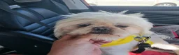 Shih Tzu dogs for sale: Stunning retire imperial cream/white boy - Advert 8