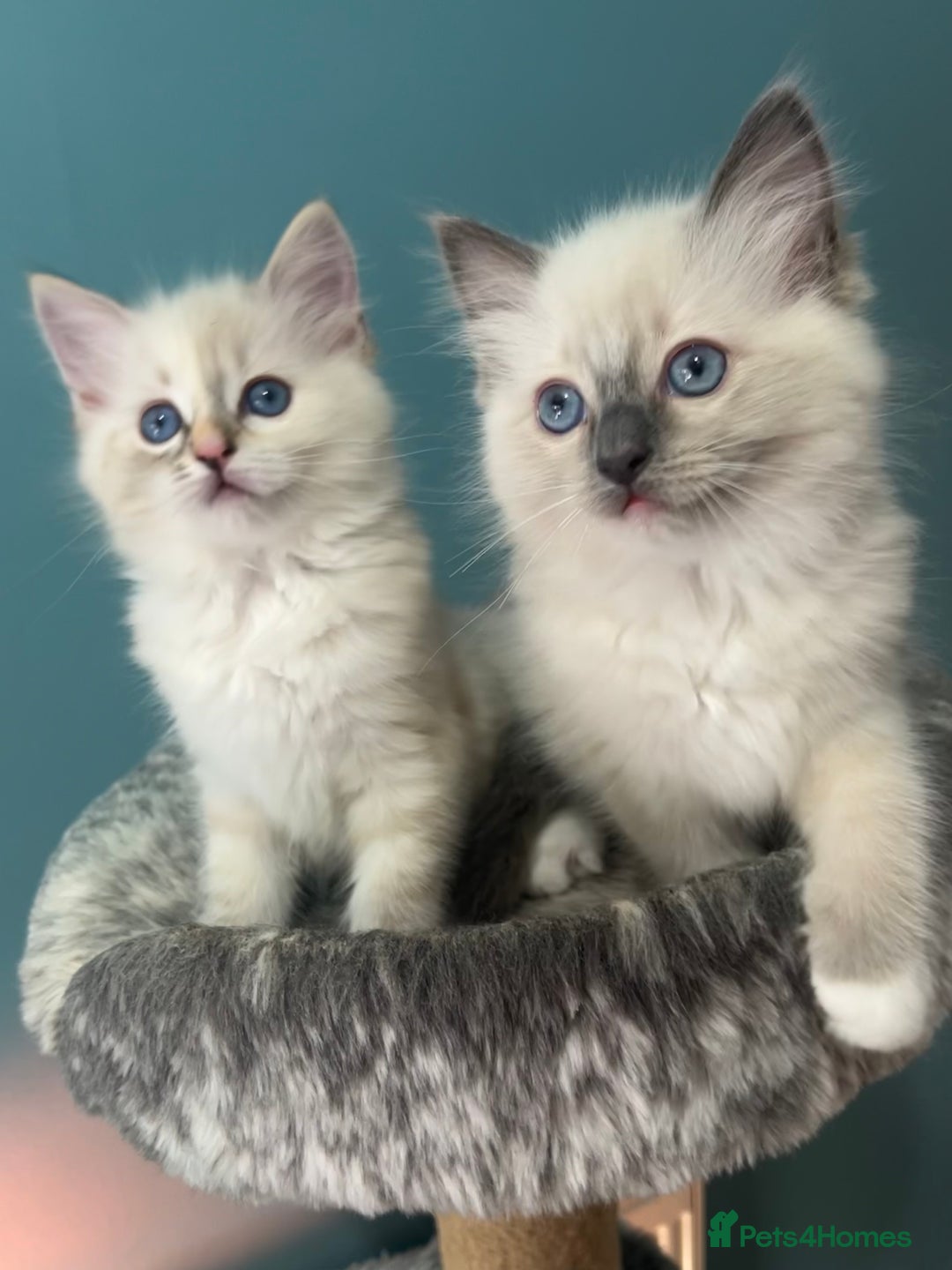 Ragdoll cats for sale: GCCF Ragdoll kittens ready now - Image 14