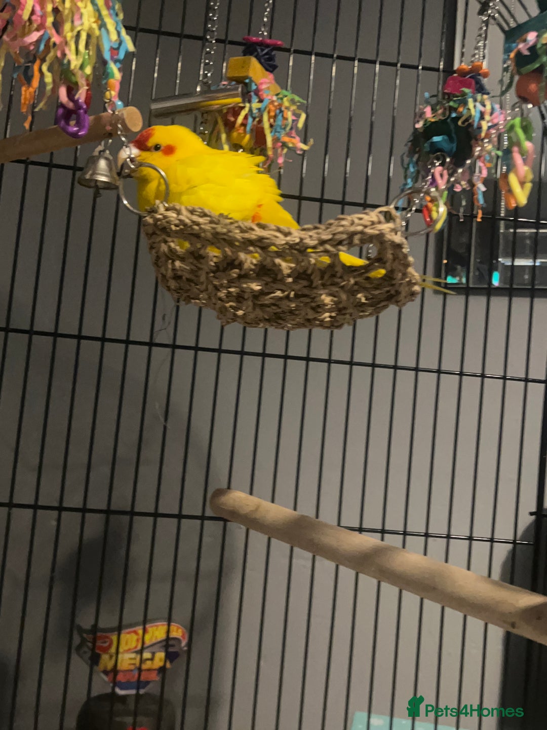 Parrots birds for sale: Parrot - Advert 3