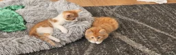 Mixed Breed cats for sale: Cute and fluffy ginger mixed breed - Advert 33