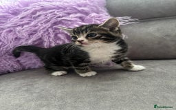 Mixed Breed cats for sale: 3 tiny kittens - Image 6