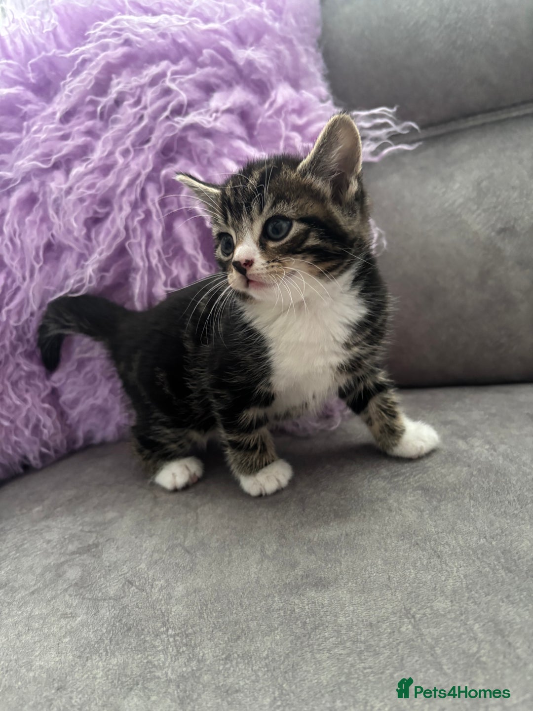 Mixed Breed cats for sale: 3 tiny kittens - Image 6