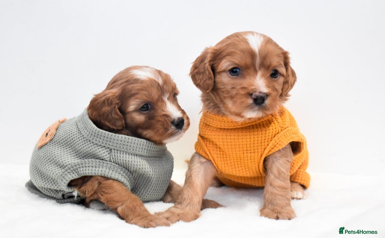 Cavapoo dogs - Advert 2