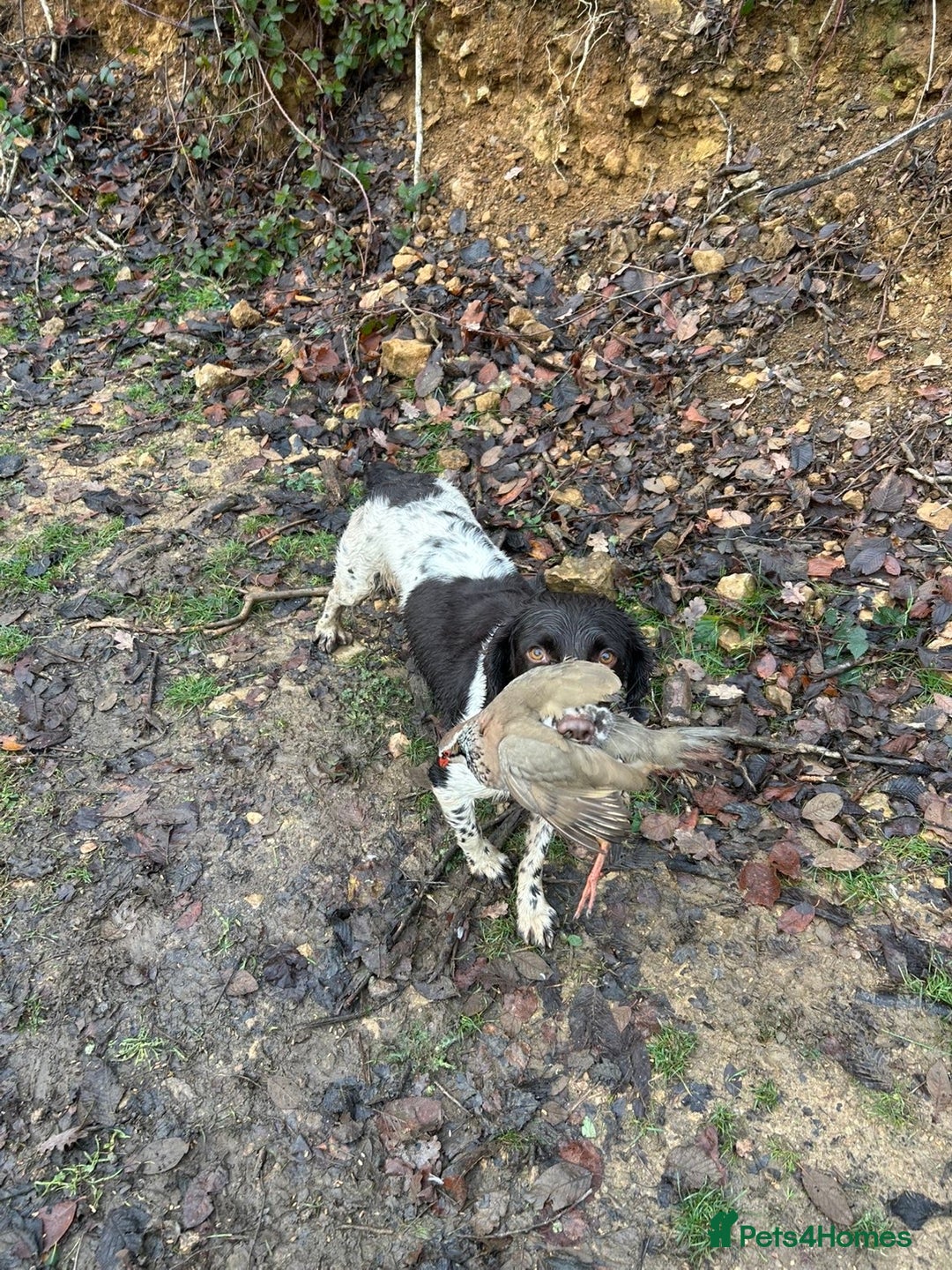 English Springer Spaniel dogs for stud: KC Springer for ❗️STUD❗️ - Advert 4