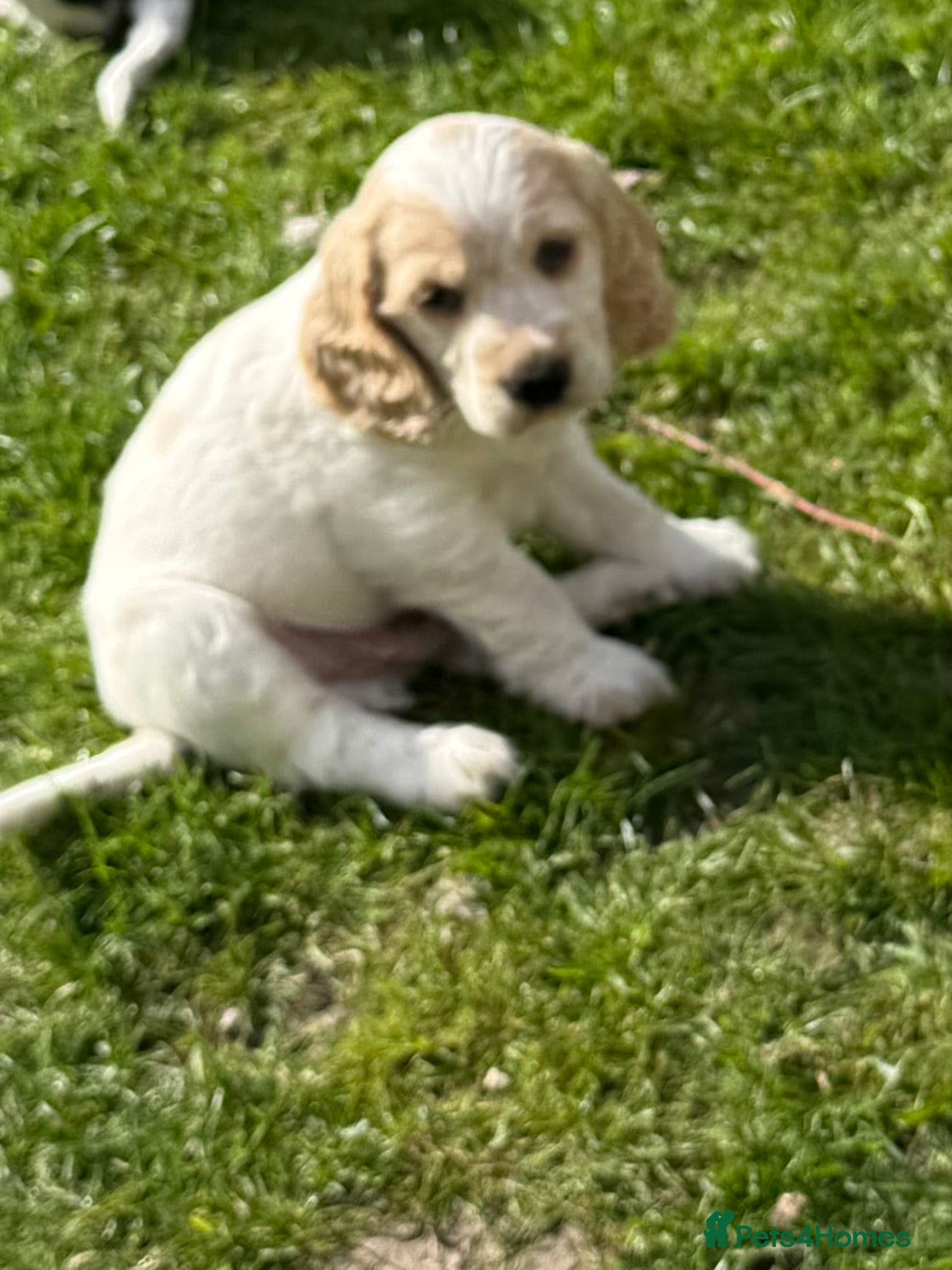 Cocker Spaniel dogs LAST BOY - GORGEOUS LEMON ROAN AVAILABLE  - Advert 2