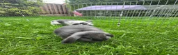 Mini Lop rabbits for sale: Mini lops, Grey & White, 2x Boys & 3x Girls - Advert 6