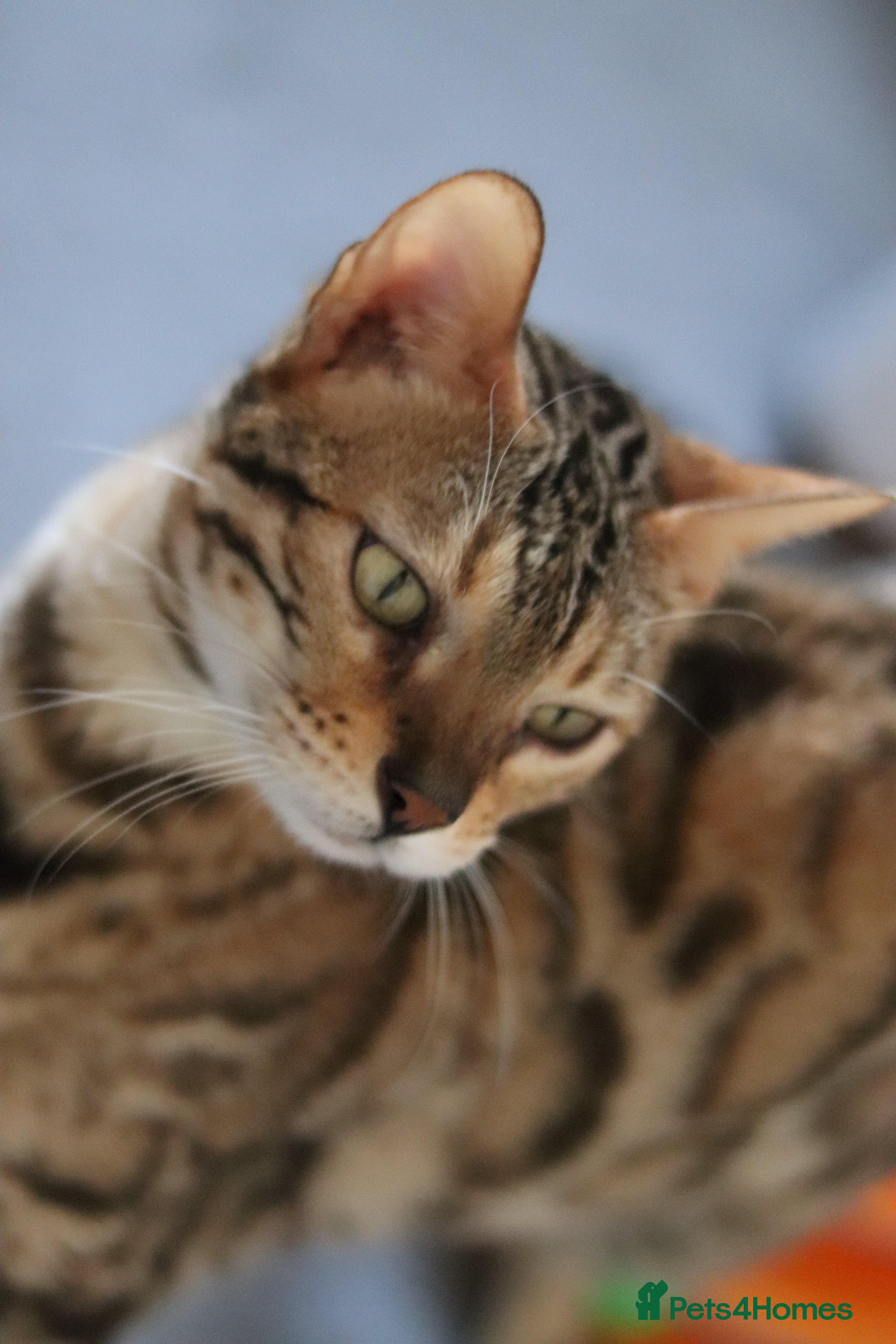 Bengal cats PREMIUM Imported Seal Sepia Bengal Proven Active - Advert 6