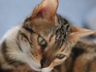 Bengal cats PREMIUM Imported Seal Sepia Bengal Proven Active - Advert 6