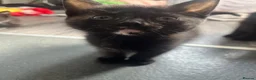 Mixed Breed cats for sale: 1 male - 4 female  - Advert 3