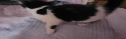 Mixed Breed cats for sale: Beautiful Kittens Looking for Loving Homes - Advert 9
