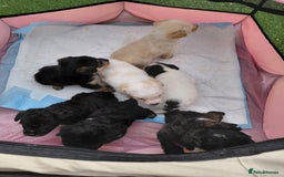 Jackapoo dogs for sale: Stunning Litter F1 JACKAPOO + Big Puppy Pack  - Image 9