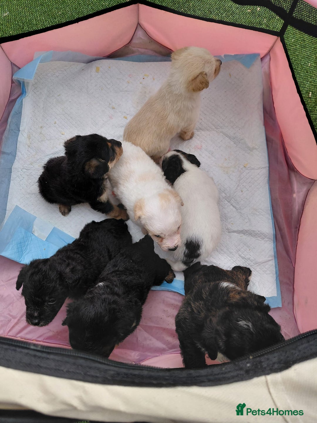 Jackapoo dogs for sale: Stunning Litter F1 JACKAPOO + Big Puppy Pack  - Image 9