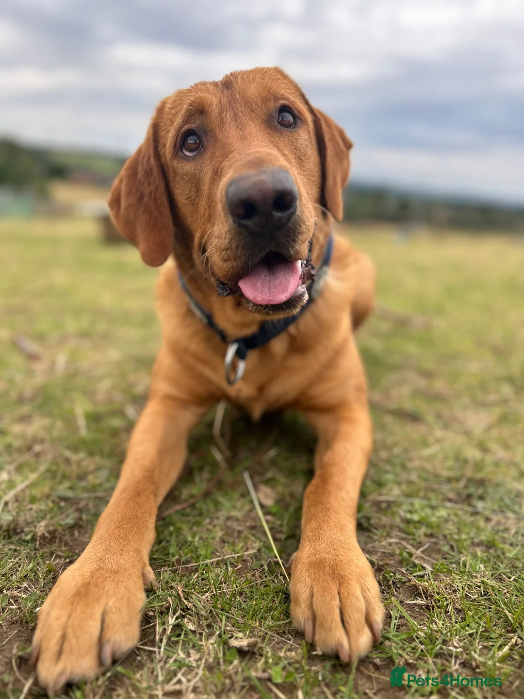 Labrador Retriever dogs for stud: Pedigree Health tested Fox Red Labrador for stud  in Wolverhampton - Advert 2