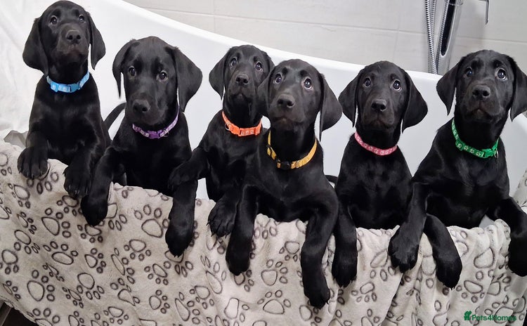 Labrador Retriever dogs - Advert 3