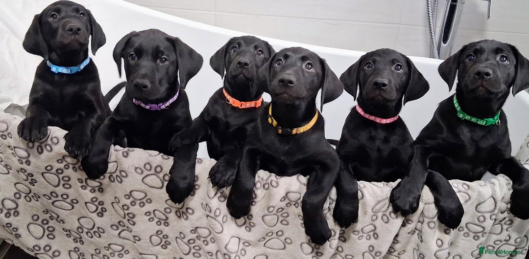 Labrador Retriever dogs for sale: Excellent KC Registered working Black Lab pups  - Image 1