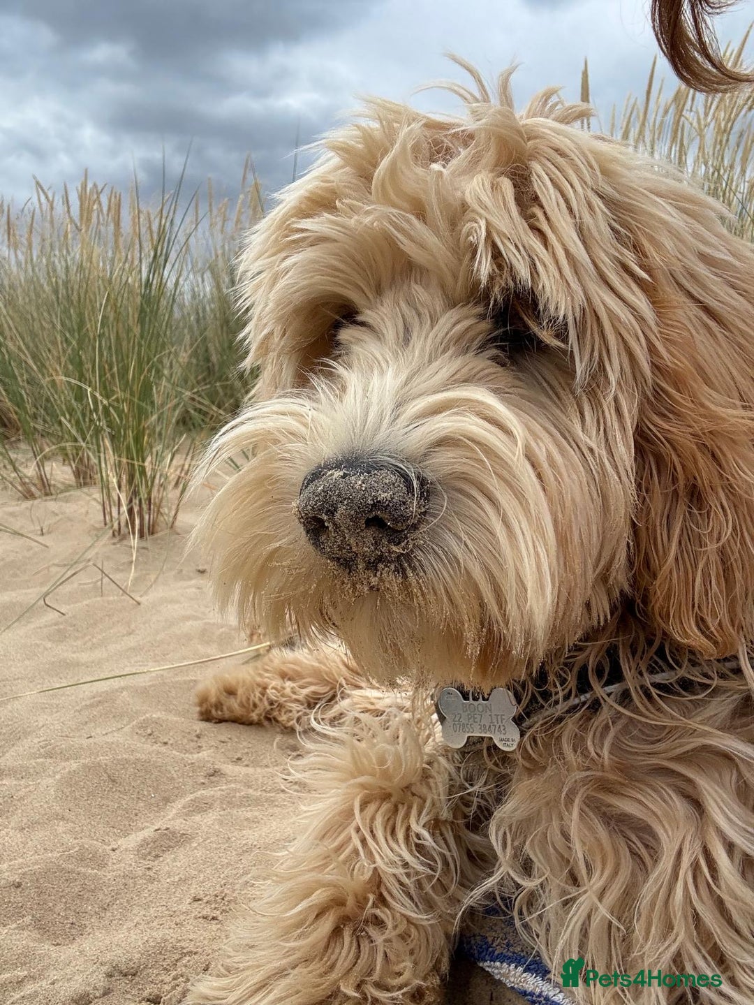 Mixed Breed dogs for sale: Authentic Annetteslabradoodles/Cobberdogs - Advert 20