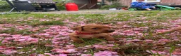Mixed Breed dogs for sale: 8 beautiful red Vizslador puppies vizsla Labrador  in Ipswich - Advert 20