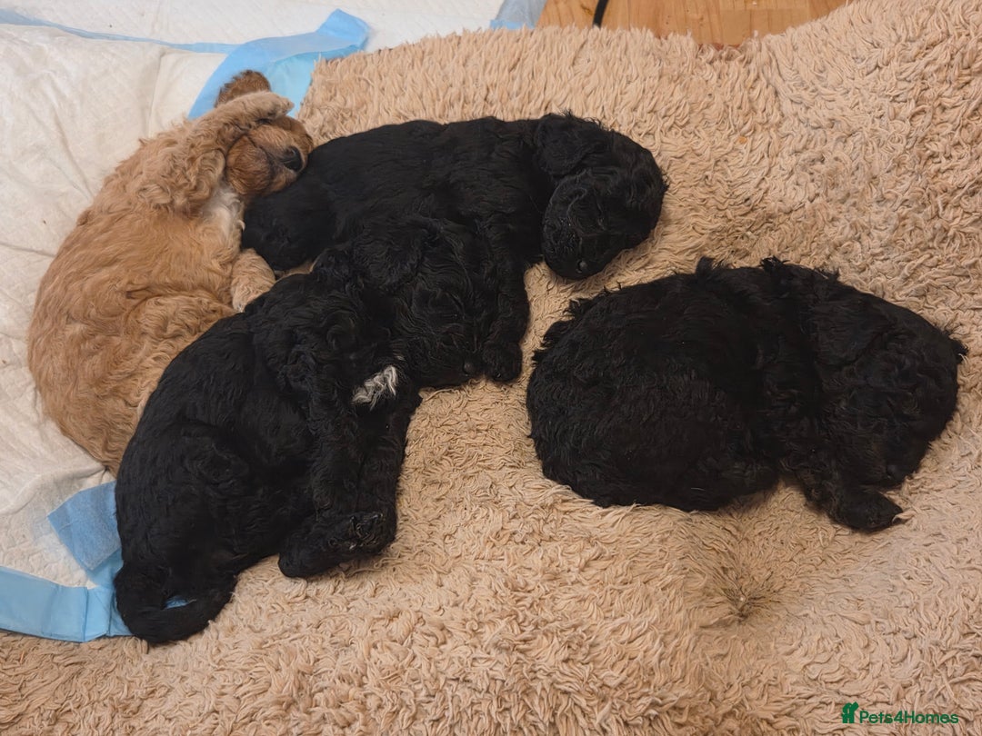 Toy Poodle dogs for sale: Kc reg toy poodles  - Advert 10