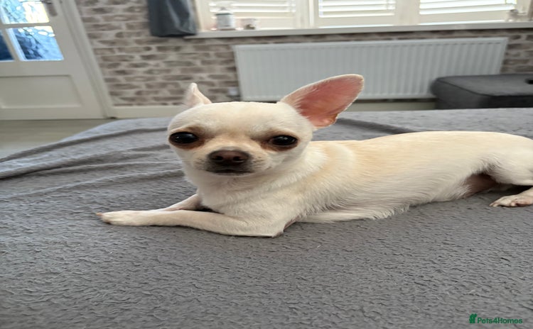 Chihuahua dogs - Advert 1