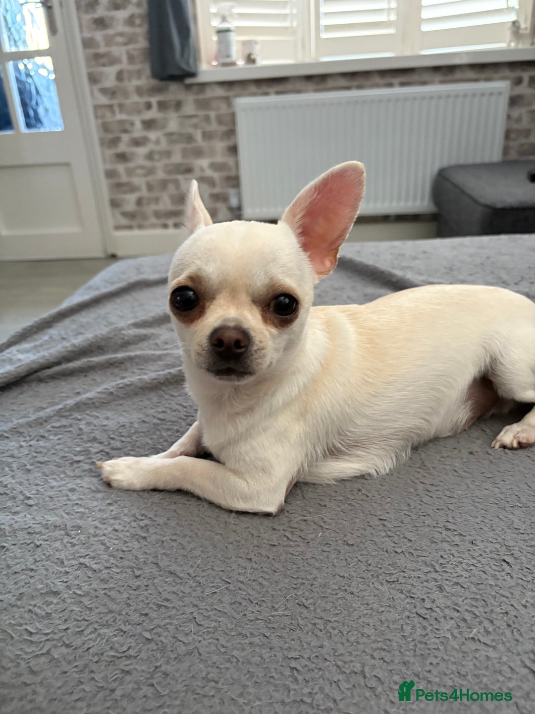 Chihuahua dogs for sale: Male chuiwawa  - Image 1
