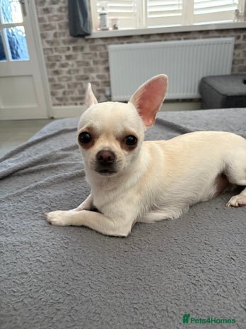 Chihuahua dogs - Advert 1