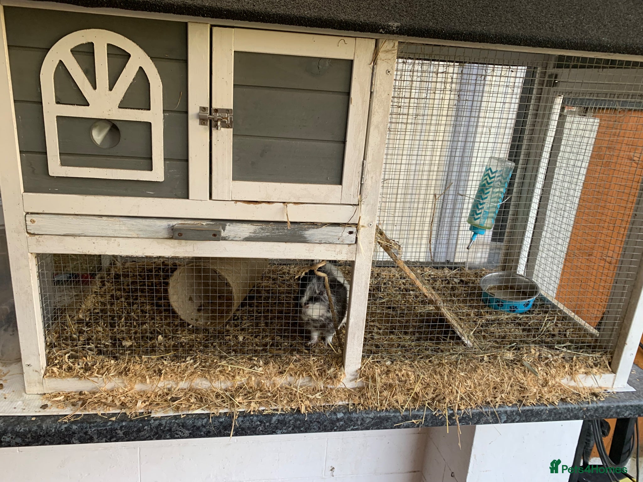 Guinea Pig rodents Two male Guinea pigs for sale with hutch  - Advert 1