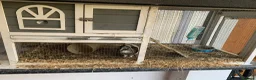 Guinea Pig rodents for sale: Two male Guinea pigs for sale with hutch  in Liverpool - Advert 1