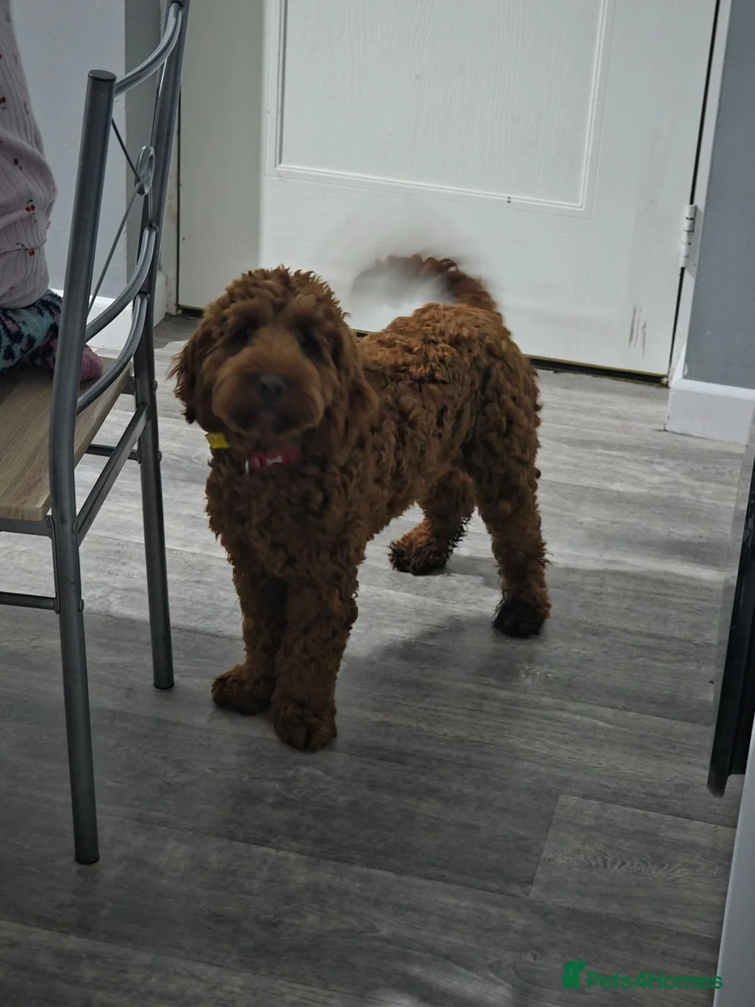 Mixed Breed dogs for sale: Cockapoo  - Advert 6