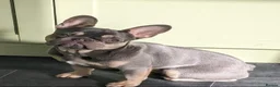 French Bulldog dogs for sale: 2year old Female Lilac & tan French Bulldog - Advert 1
