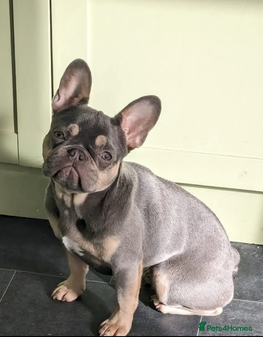 French Bulldog dogs for sale: 2year old Female Lilac & tan French Bulldog - Advert 1