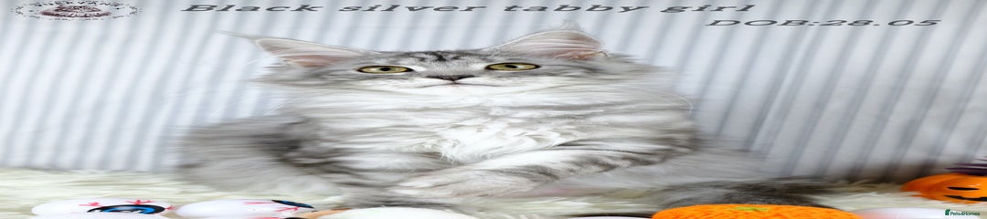Maine Coon Kitten 5