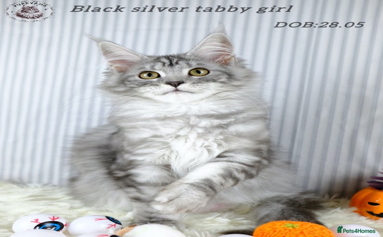 Maine Coon cats - Advert 5