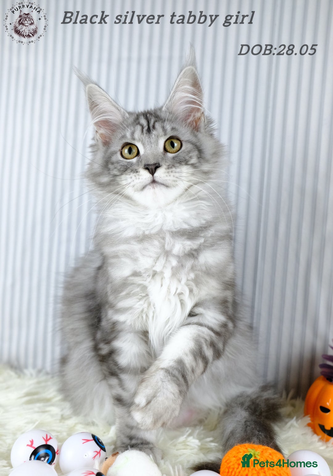 Maine Coon cats for sale: TICA registration Maine coon kittens Ready to go - Image 2