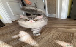 Persian cats for sale: Persian cat for sale - Image 5