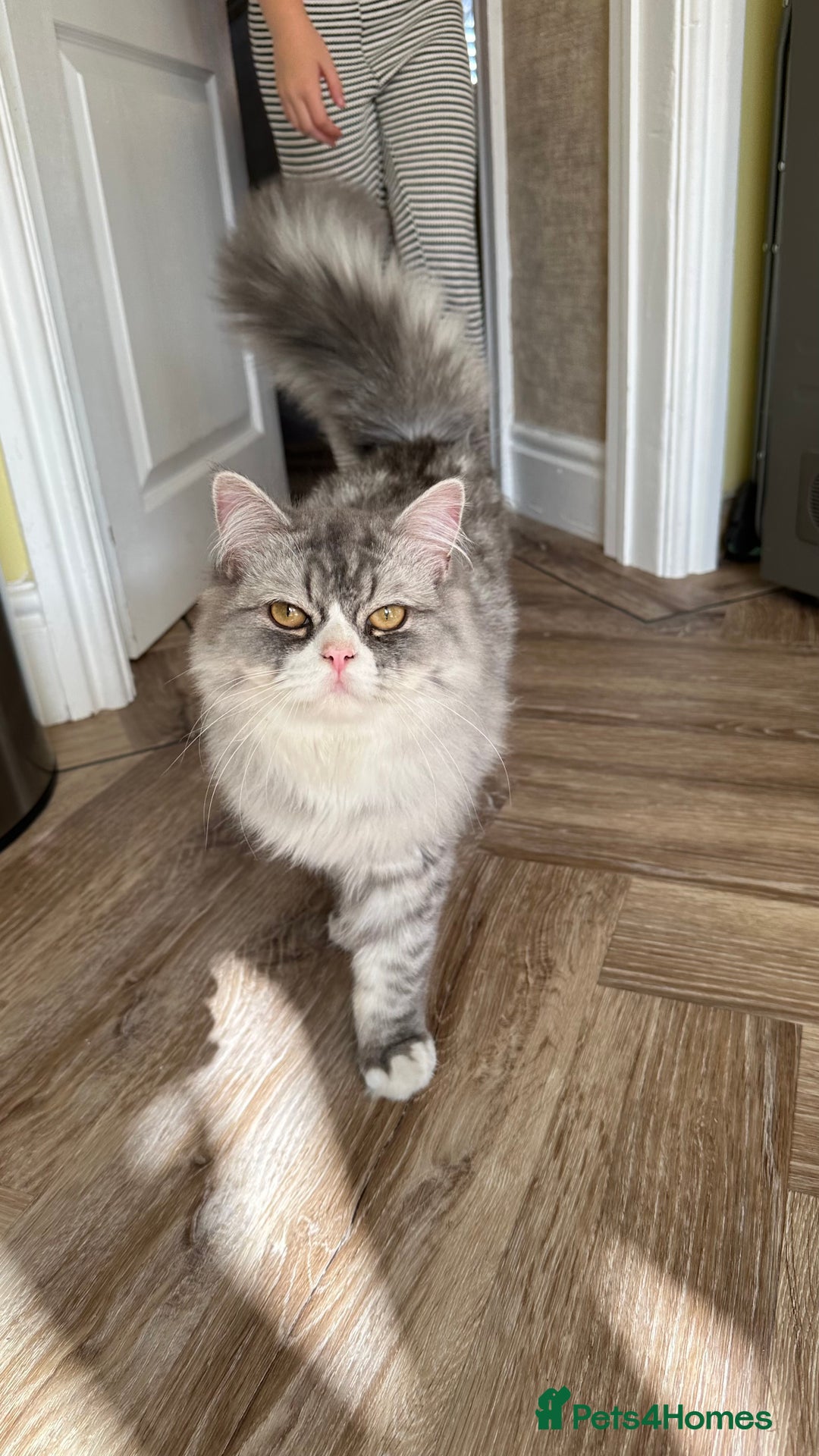 Persian cats for sale: Persian cat for sale - Image 5