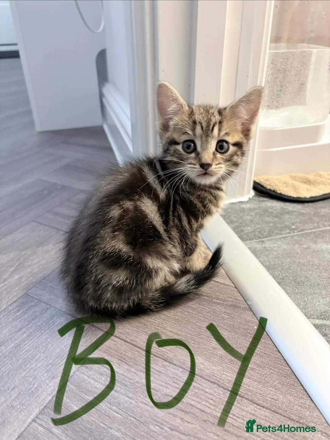 Mixed Breed cats for sale: Beautiful Mixed Breed Kittens - Advert 5