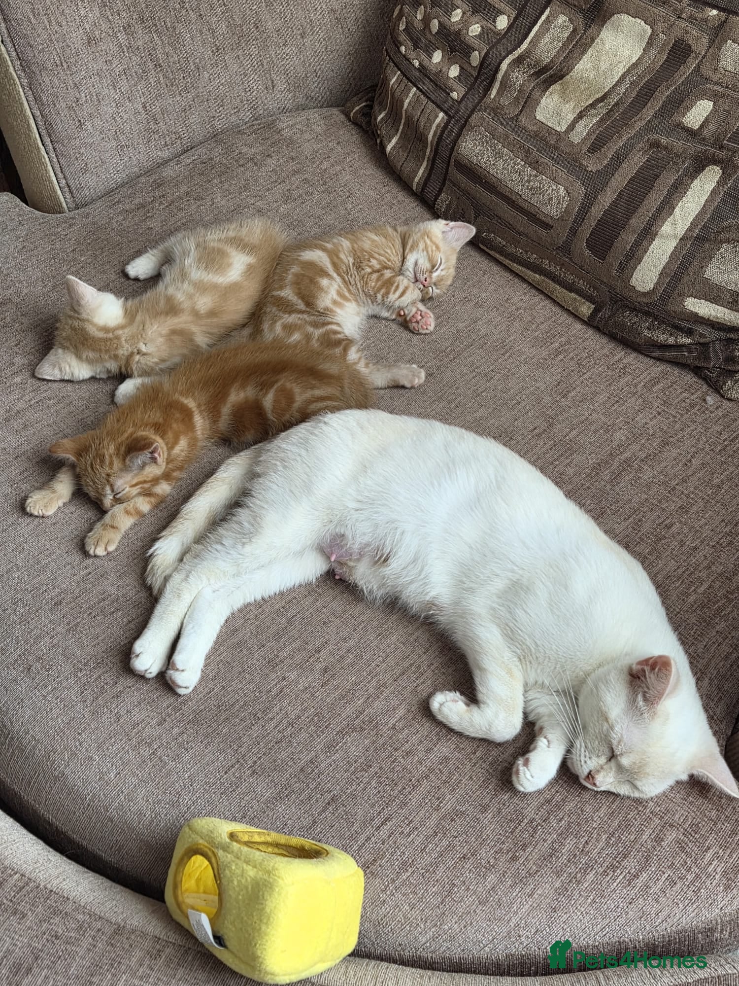 Mixed Breed cats 3 lovely ginger male cats available  - Advert 4