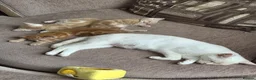 Mixed Breed cats for sale: 3 lovely ginger male cats available  in Preston - Advert 1