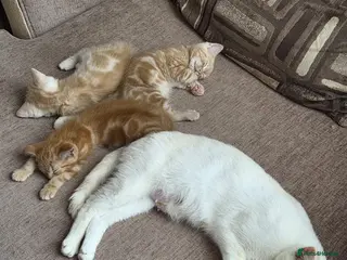 Mixed Breed cats 3 lovely ginger male cats available - Advert 4