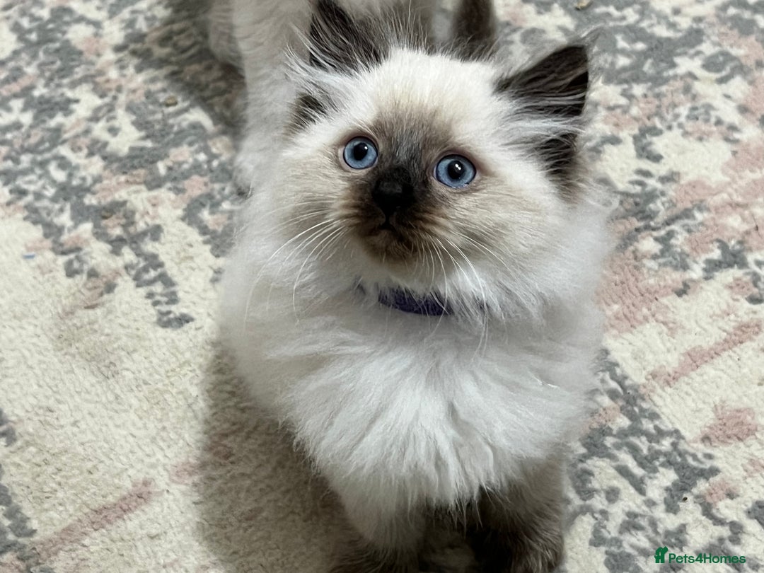 Siberian cats for sale: 🩵🩵Stunning Siberian Neva Masquerade Babies🩵🩵 - Image 6