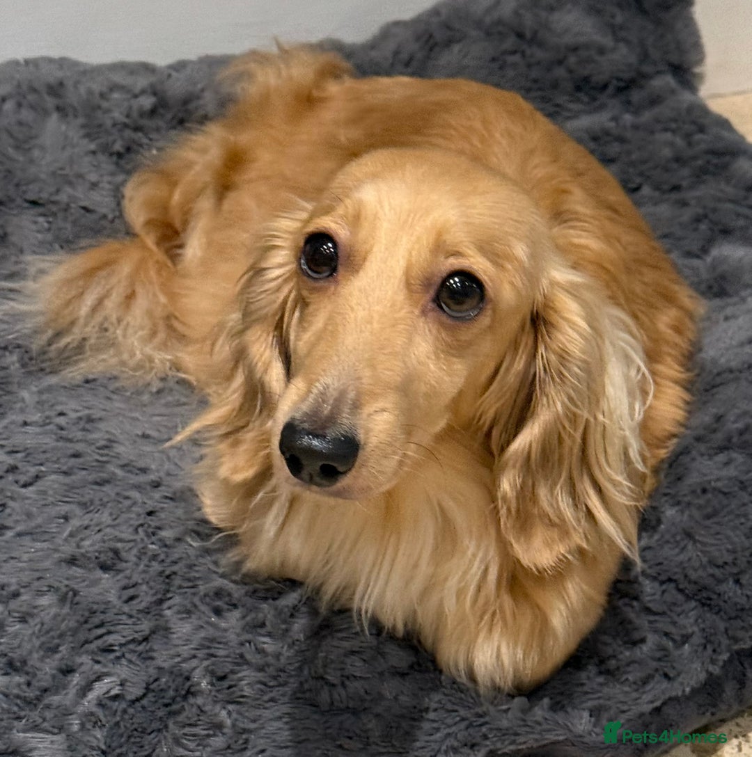 Miniature Dachshund dogs for sale: Exceptional champion PRA clear KC reg  - Image 7