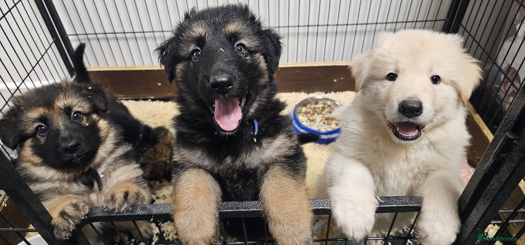 German Shepherd dogs for sale: German shepherd artic wolfdog puppies  - Image 3