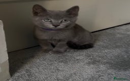 Russian Blue cats for sale: Russian Blue Kitten - Image 37