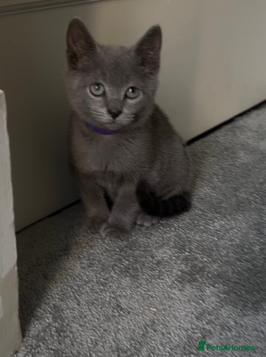 Russian Blue cats for sale: Russian Blue Kitten - Image 37
