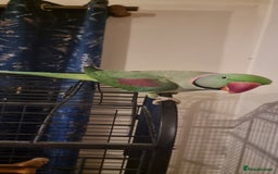 Parrots birds for sale: Loving Home Needed For A Friendly Alexandrine Boy - Image 5